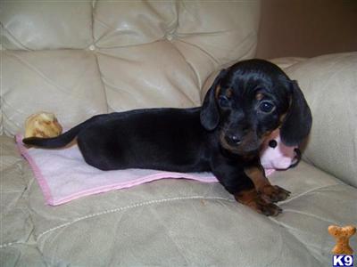 Puppies in KY